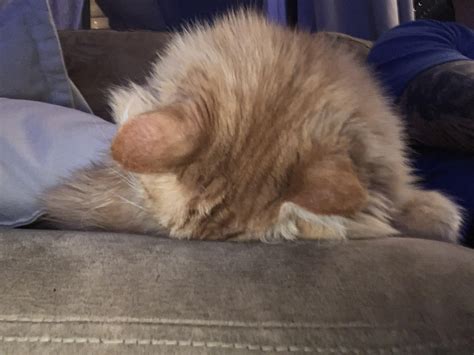 + snoring : r/catfaceplant