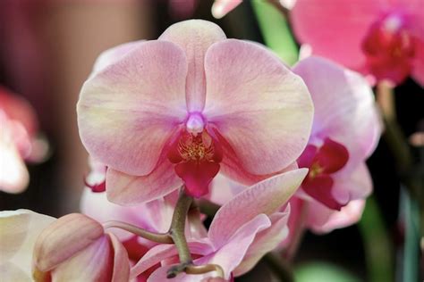 Get Set For Spring At The Atlanta Botanical Garden's Orchid Daze