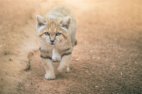 sand cat wild animal photo    prints