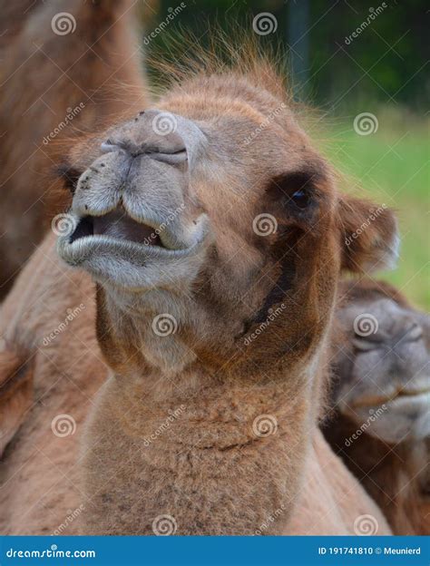 Camel is an Ungulate within the Genus Camelus, Stock Photo - Image of