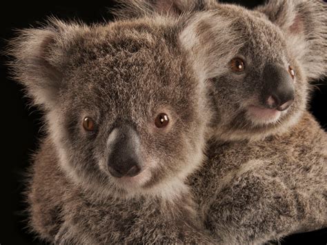 koala bulb