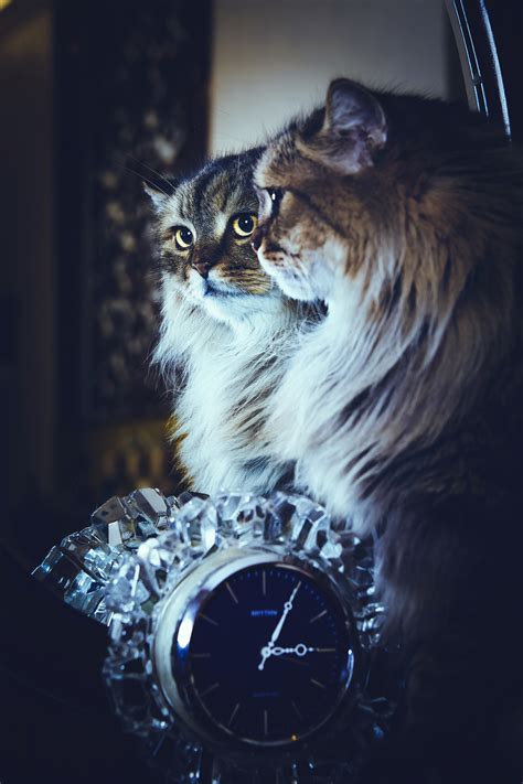Feline Felicity on Behance