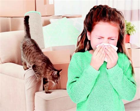 A Truly Hypoallergenic Cat? - Tufts Catnip