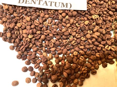 Southern Arrowwood Tree Seeds (VIBURNUM DENTATUM) | TreeSeedMan.Com