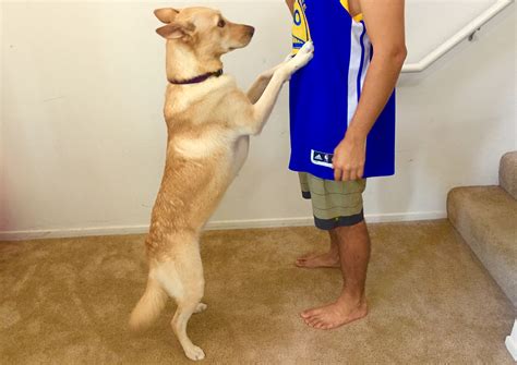 How To Stop Your Dog From Jumping On People - All Things Pups