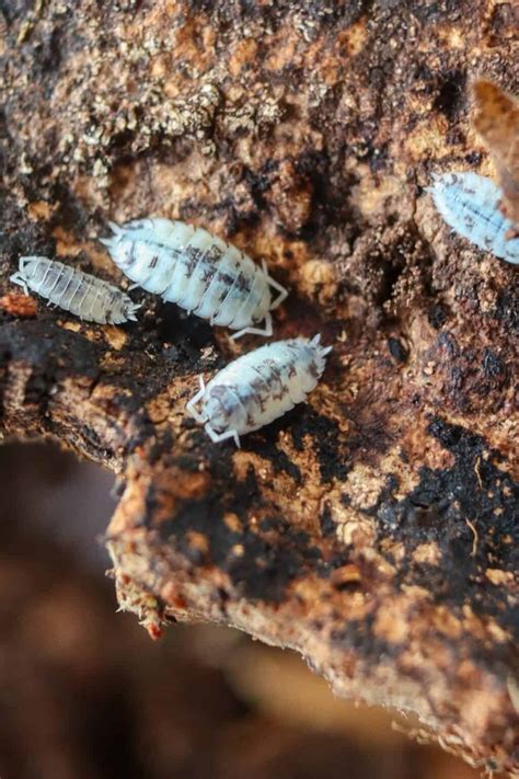 How to Care for Dairy Cow Isopods (Setup, Feeding & Growth) - Terrarium ...