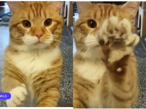Adorable fluffy kitty saluted all the passers-by, visited the shelter ...