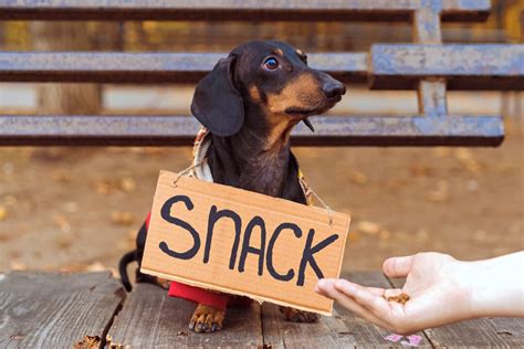 How Much Does a Dachshund Cost? (2026 Price Guide)