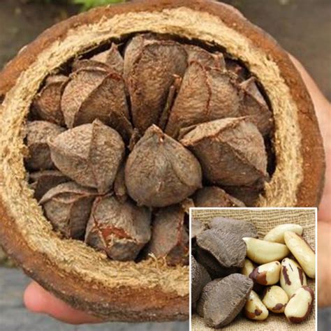 brazil nut tree buy  pablo joyce blog