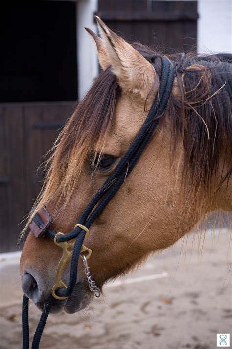 hack henson espaces equestres henson