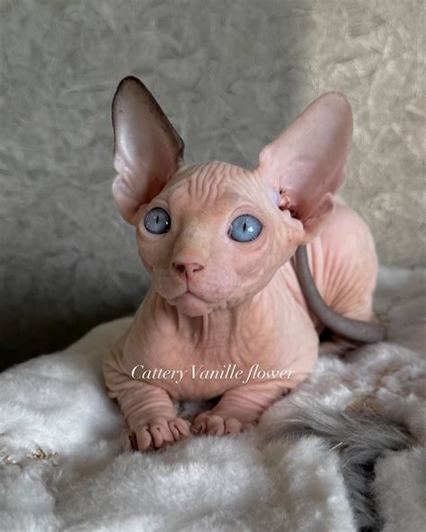 🥰male ♥️#vanillе_flower #sphinx_elf#elfsphinx