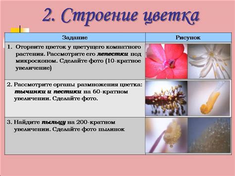 Цифровой микроскоп - Презентации по биологии