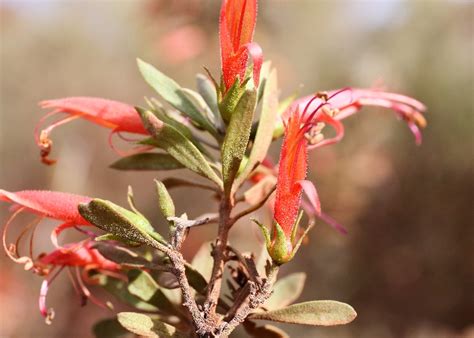 australian desert plants scrophulariaceae