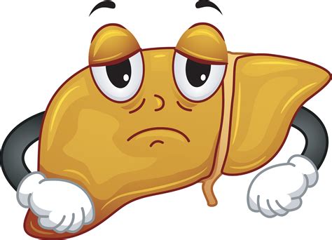 Liver Drawing at PaintingValley.com | Explore collection of Liver Drawing