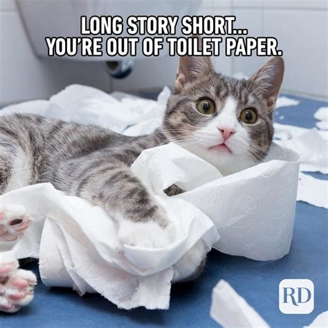 45 Cat Memes You'll Laugh at Every Time | Reader's Digest