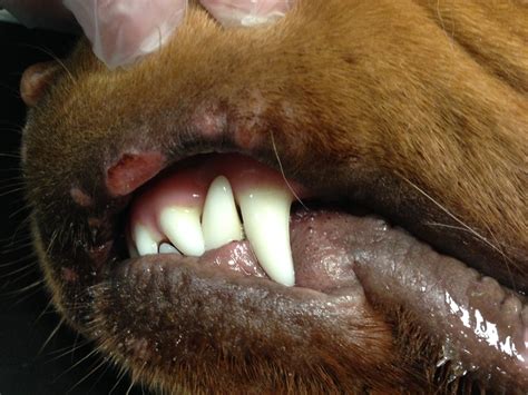 Lip Infection Dog at Tiffany Mora blog