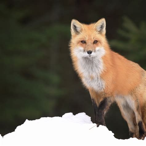 Are Foxes In The Dog Or Cat Family