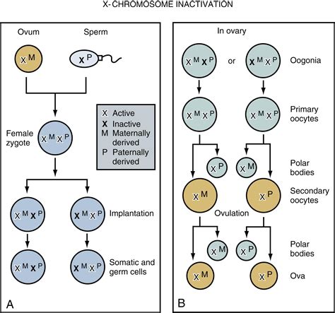Genetic Disorders and Dysmorphic Conditions - Clinical Tree