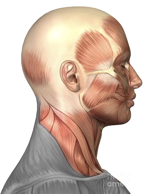 Anatomy Of Human Face Muscles, Side Digital Art by Stocktrek Images ...