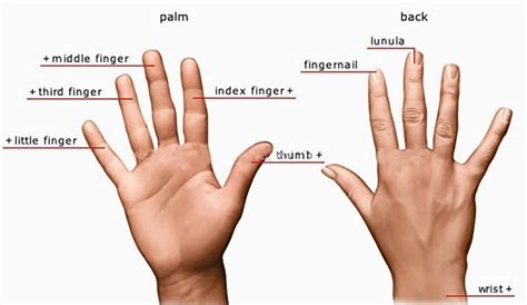 External and Internal Body Parts in Filipino - Owlcation