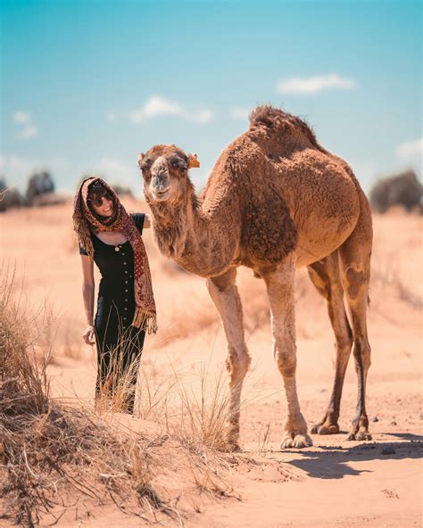 2,000+ Best Camel Photos100% Free DownloadPexels Stock Photos
