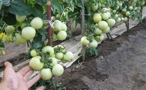 Томат Красная шапочка: описание и характеристика сорта, выращивание и уход