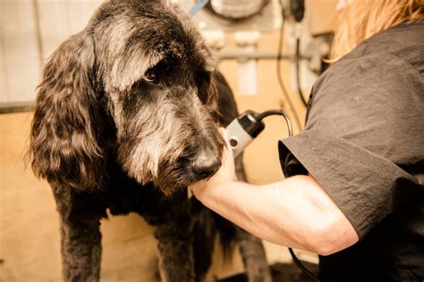 dog grooming unleashed madison