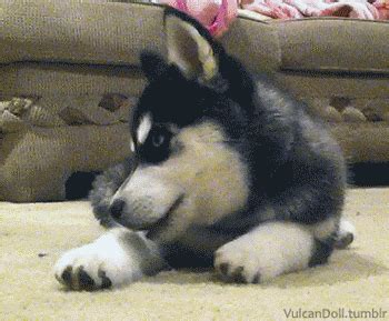 husky gif on Tumblr