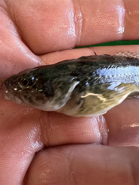Freshwater Sculpin from Skagit river WA. Any ideas to the genus? : r