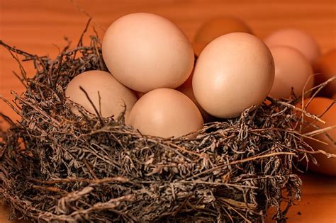 Il Rituale dell'Uovo!Fattura o Malocchio? - Elfo Owl - Elfo Owl