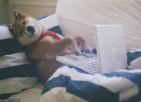 สัตว์เลี้ยงกวนโอ๊ย ในแบบเเอนิเมเชั่น GIF เเต่ละภาพฮาได้ใจ