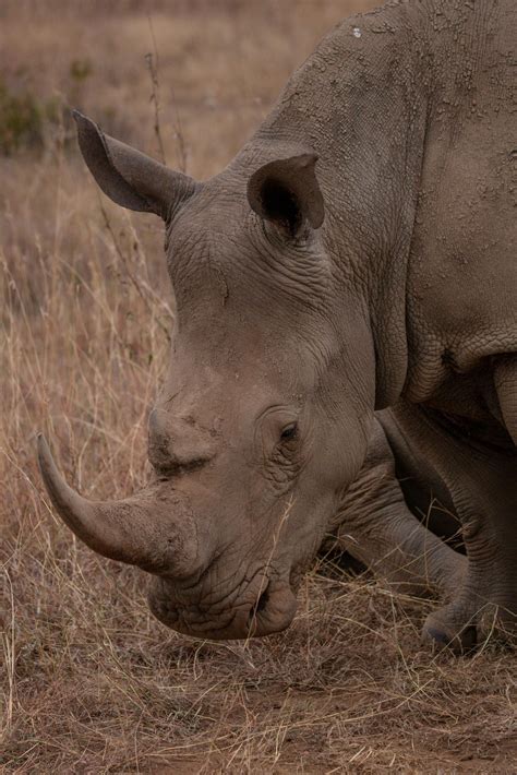 Three Poachers Found Guilty in Landmark Rhino Poaching Case