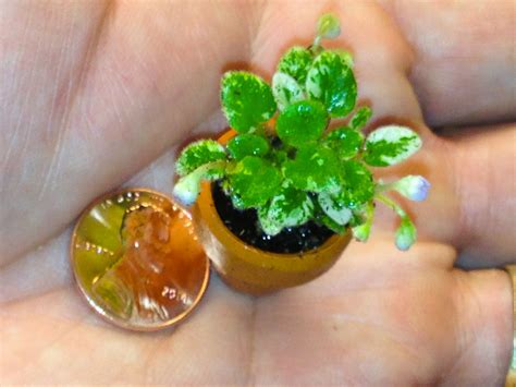 340 AFRICAN VIOLETS ~♧~ ideas | african violets, saintpaulia, african
