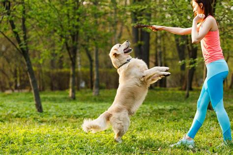 train  dog  jump  command wag