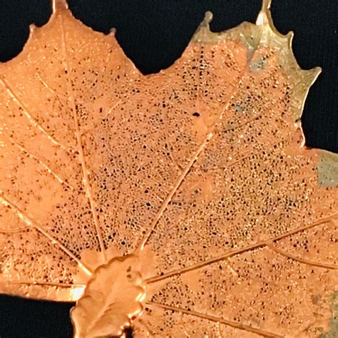 Large Detailed Iridescent Copper Real Sugar Maple Lea… - Gem