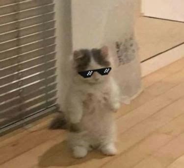 8 melhores ideias de Gato com oculos | gato com oculos, fotos de ...