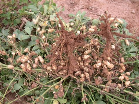Soilborne Diseases of Peanut | Oklahoma State University