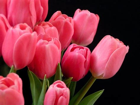 Pink Tulips Wallpapers - Top Free Pink Tulips Backgrounds - WallpaperAccess