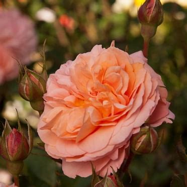 Heirloom Roses Rose Plant - The Oranges 'n' Lemons Shrub Rose Bush ...