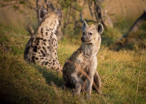 Hyena 1080P, 2K, 4K, 5K HD wallpapers free download | Wallpaper Flare