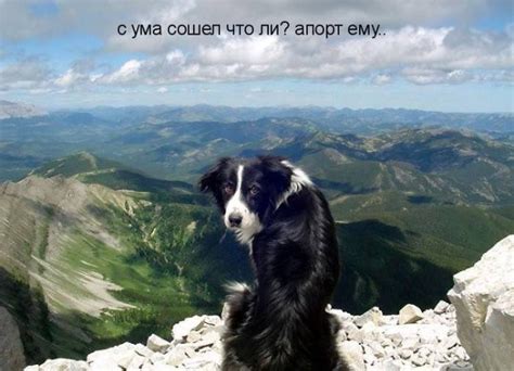 Картинки с надписями про собак. Прикольные картинки