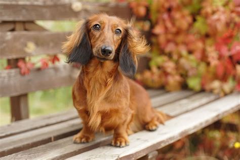 Карликовая такса 🐶 — описание, правила дрессировки и воспитание породы ...