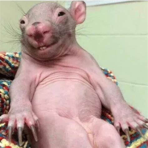 Funny Hairless Rat with Tongue Out