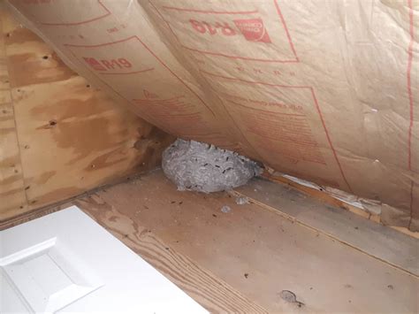 how to remove yellow jackets nest