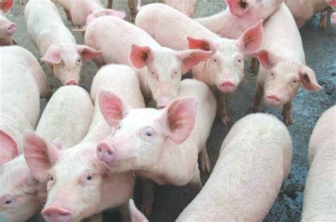 filipina chemist    solve hog industry woes
