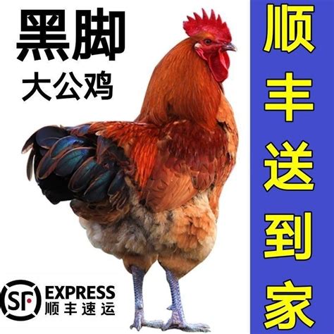 【散养大公鸡】老公鸡农村喂养走地鸡土鸡笨公鸡活鸡宰杀新鲜正宗_虎窝淘