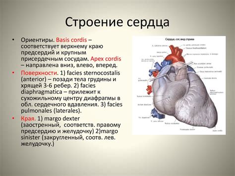 Топография сердца - презентация онлайн
