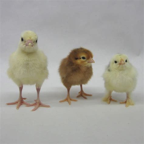 yellow chicks