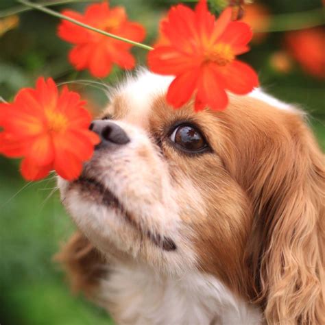 Misty Paws Scents
