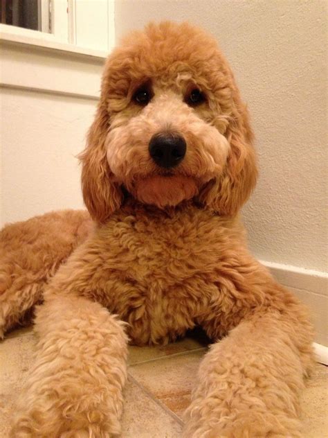 98 Best of Teddy Bear Haircut Goldendoodle - Haircut Trends